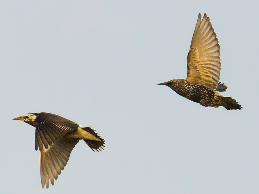 Common Starling is well-known to birders in Europe and North America, and it is common in parts of western China, but in eastern China it is supposedly only a vagrant. It is often seen associating with White-cheeked Starling.