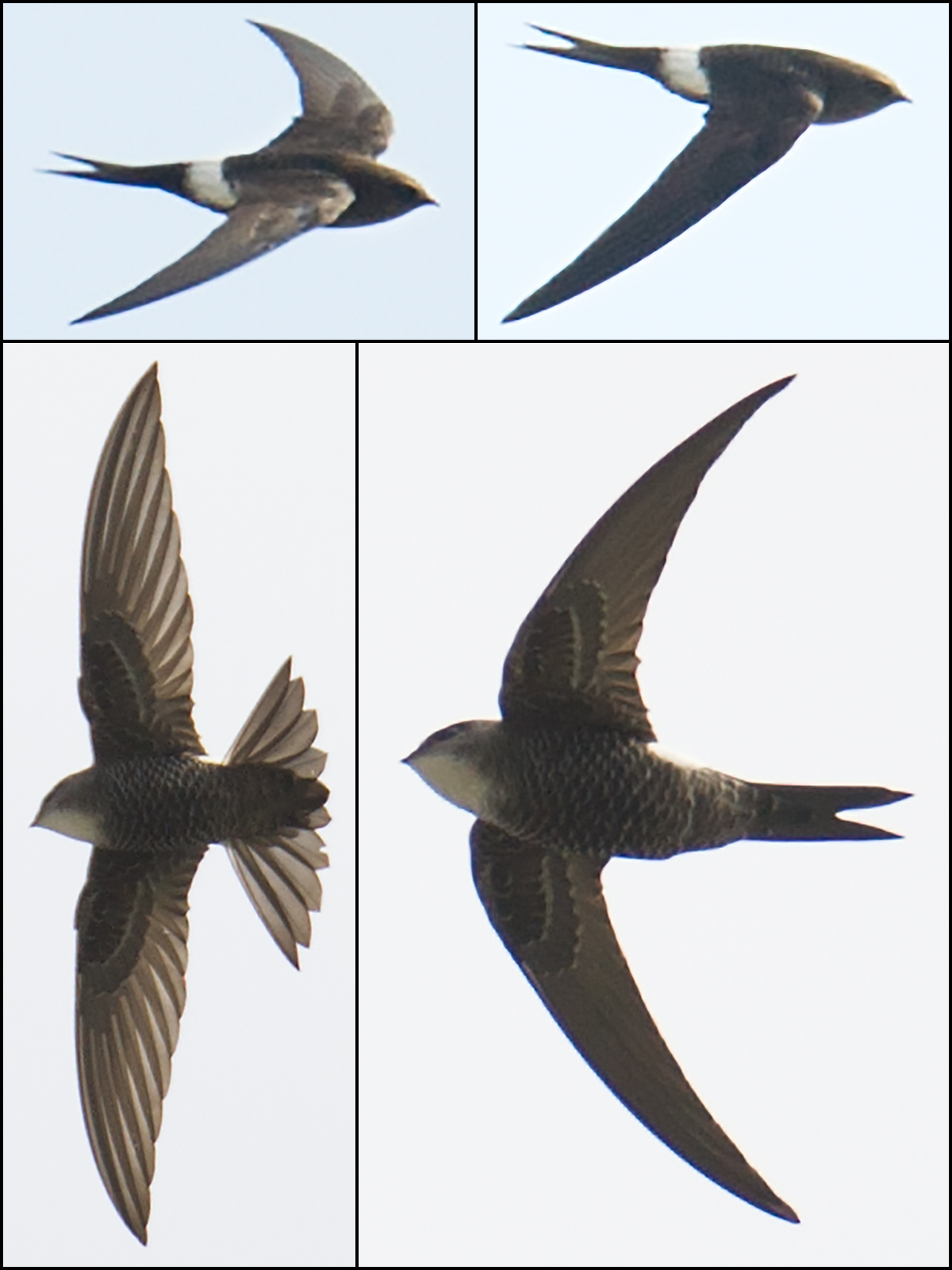 Pacific Swift