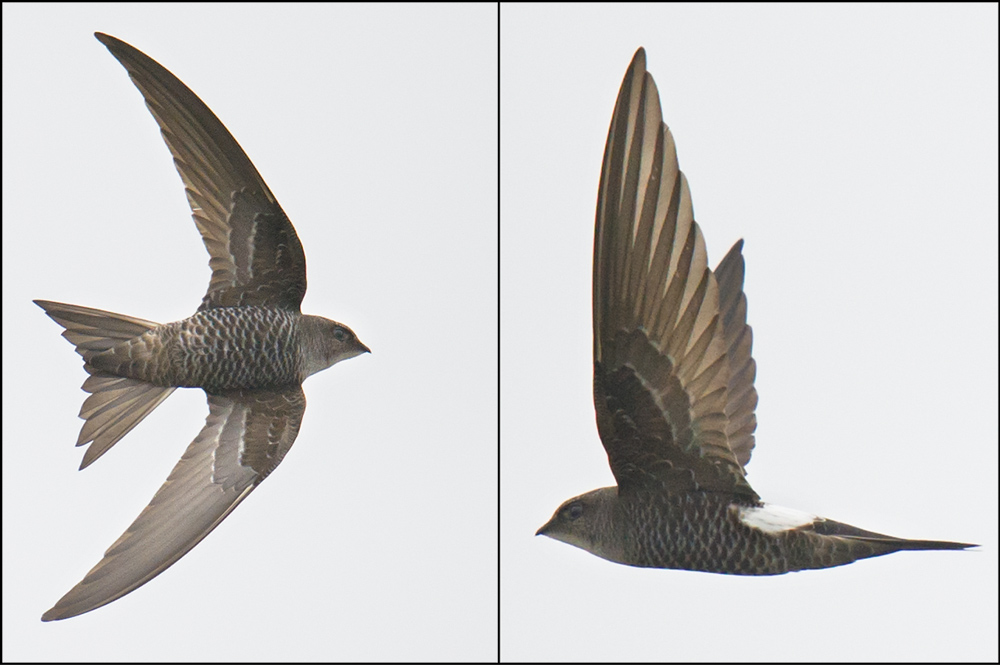 Pacific Swift Apus pacificus, Nanhui, 10 April 2016.