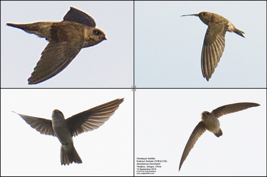 Himalayan Swiftlet (短嘴金丝燕, duǎnzuǐ jīnsīyàn, Aerodramus brevirostris)