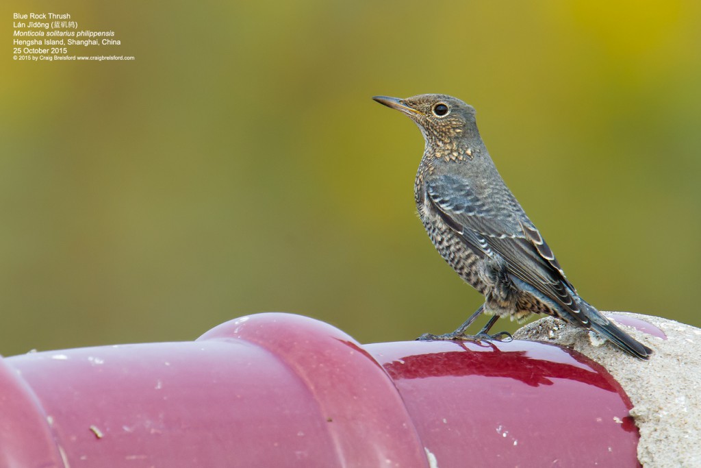 Red-bellied Rock Thrush