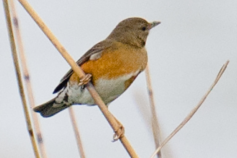 Brown-headed Thrush, Nanhui, Shanghai, 24 April 2016.