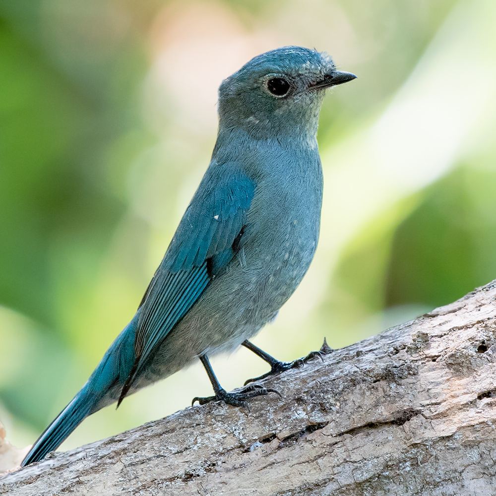 Verditer Flycatcher