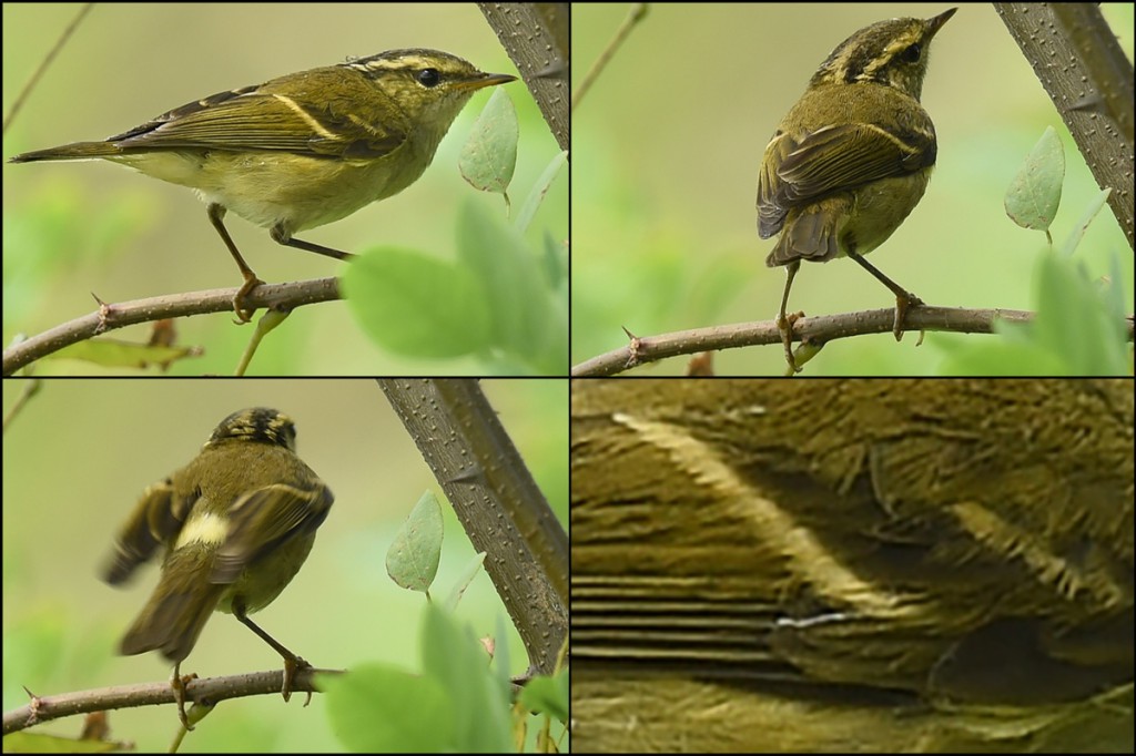 Xueping Popp photographed this Chinese Leaf Warbler at Nanhui. It was the first record ever in Shanghai of Phylloscopus yunnanensis. Photos © 2014 by Stephan Popp and Xueping Popp.