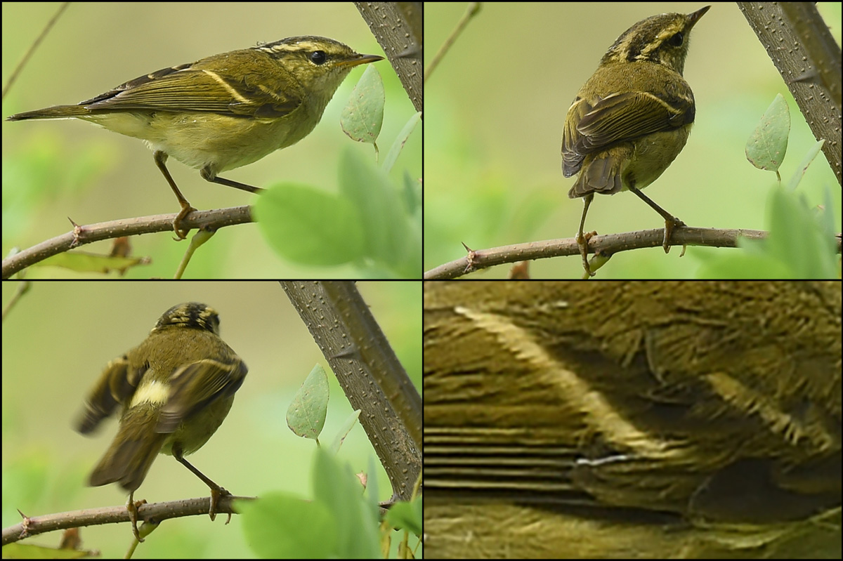 Chinese Leaf Warbler