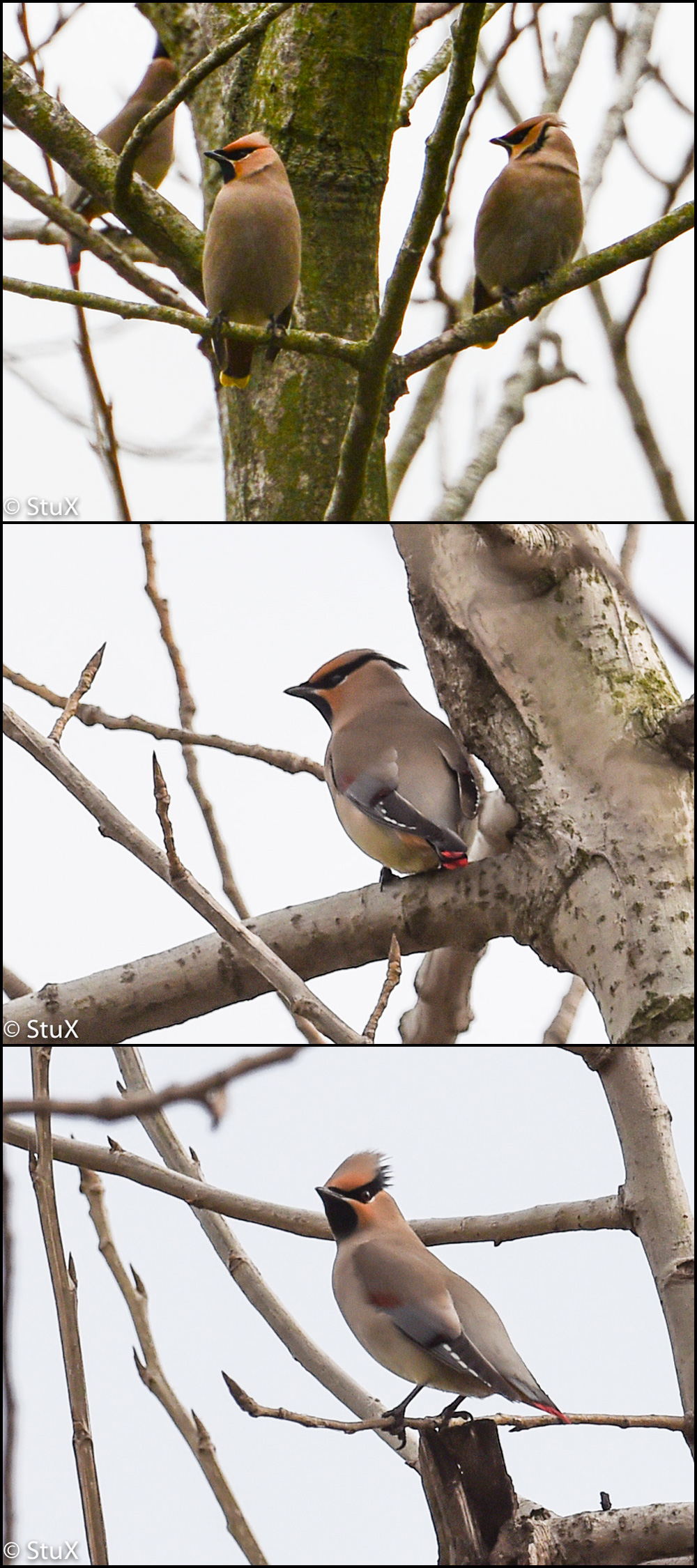 Japanese Waxwing (red-tipped tail) and Bohemian Waxwing (yellow-tipped tail), Chongming Island.