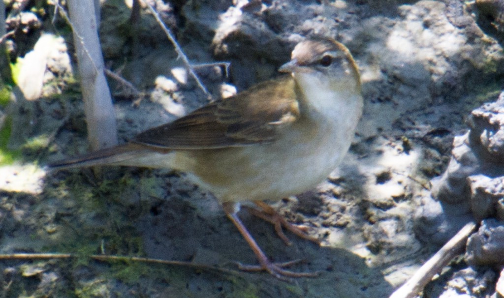 This highly shy Middendorf's Grasshopper Warbler Locustella ochotensis appeared in the reed beds at Nanhui on 21 May 2015.