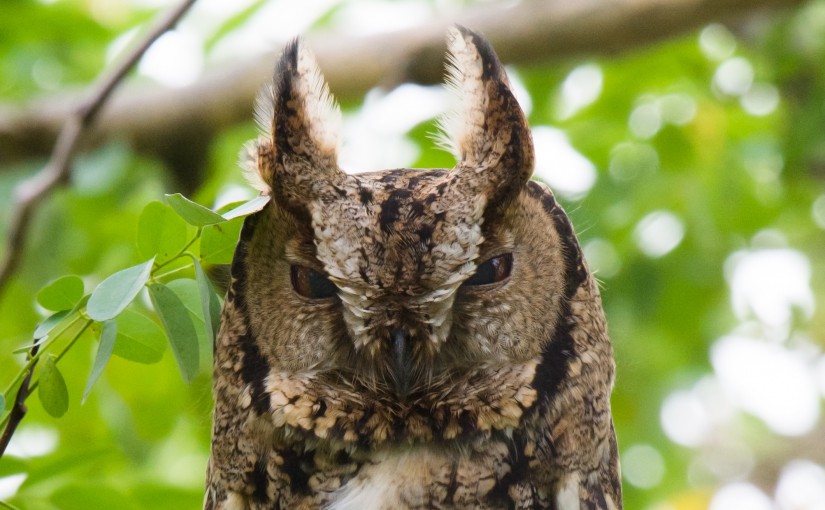 Japanese Scops Owl