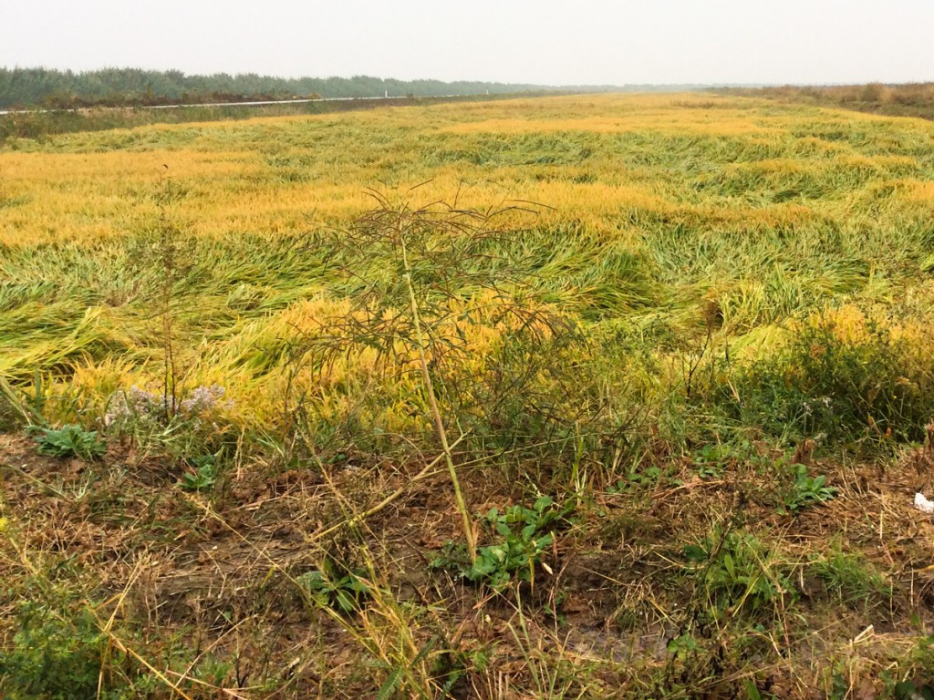 Field, scrubby verge, road, and distant reeds, Chongming Island.