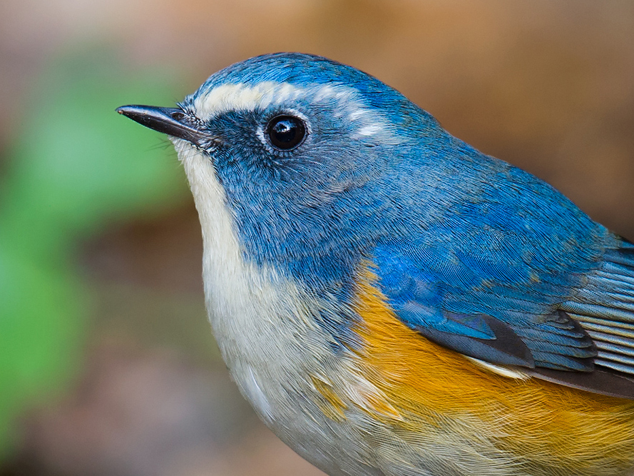 Red-flanked Bluetail - Shanghai Birding 上海观鸟