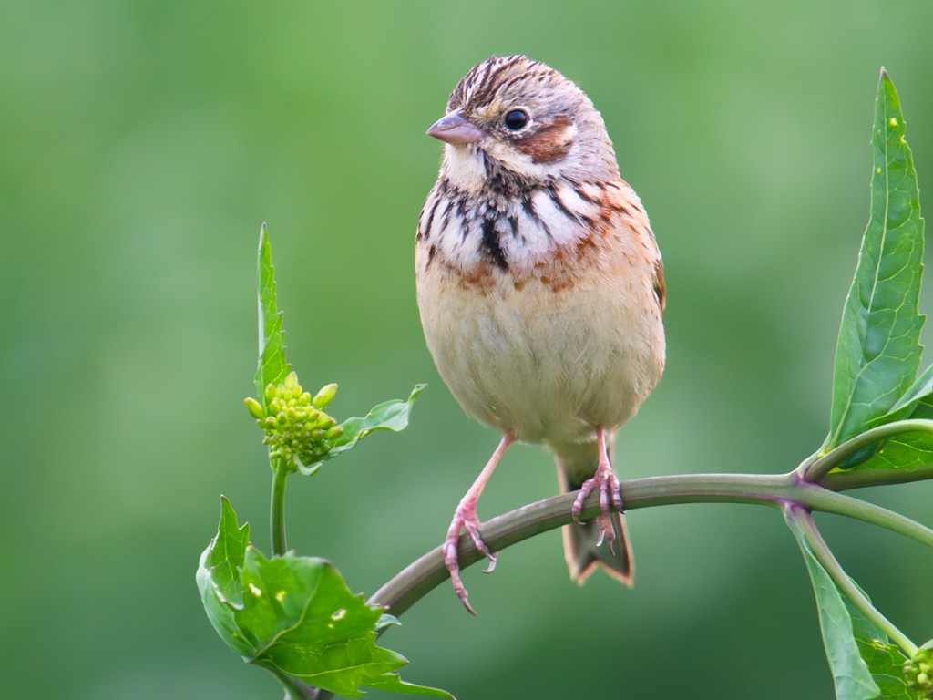 Chestnut-eared Bunting