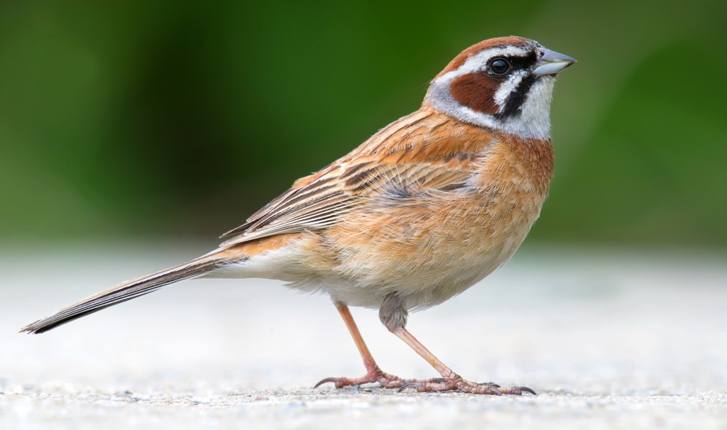 Meadow Bunting