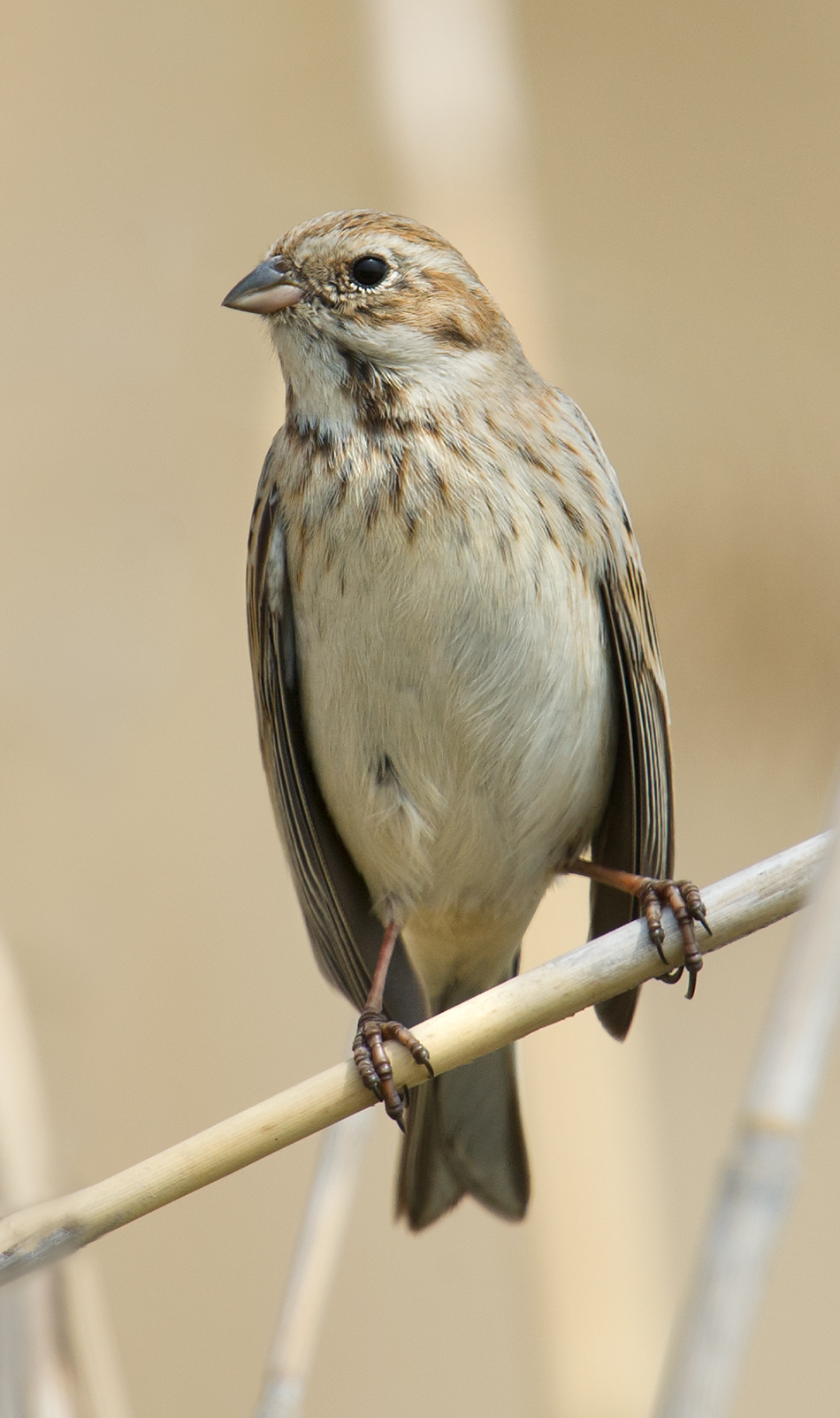 Pallas’s Reed Bunting