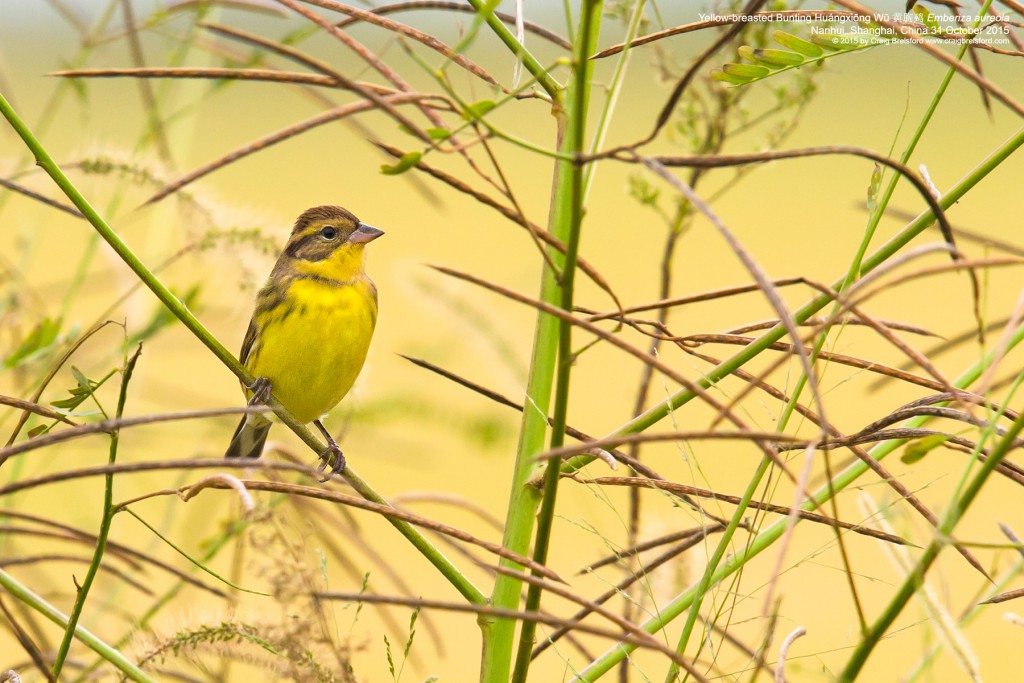 Yellow-breasted Bunting