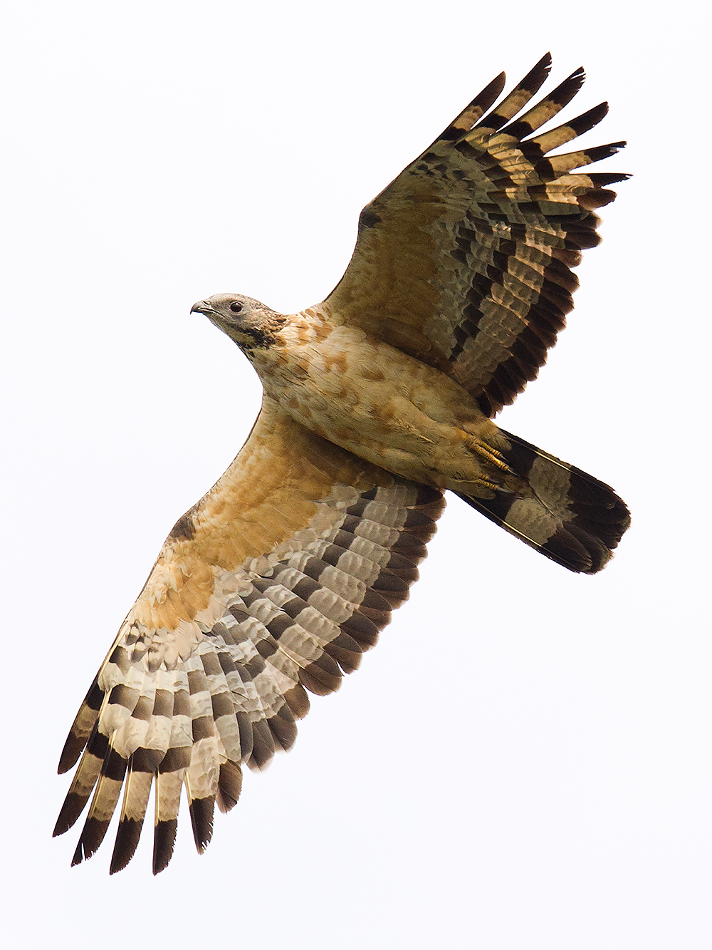 Crested Honey Buzzard