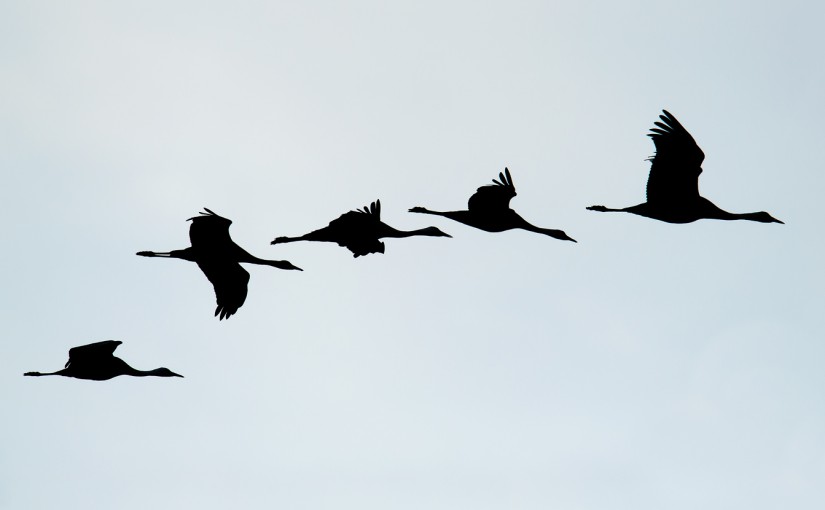 4 Hooded Crane and 1 Common Crane, Chongming, Shanghai, 11 Dec. 2014. Middle crane is Common.