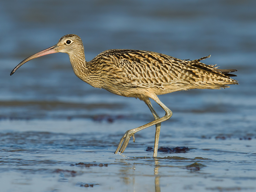 Far Eastern Curlew