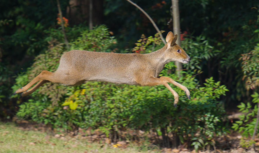 Chinese Water Deer