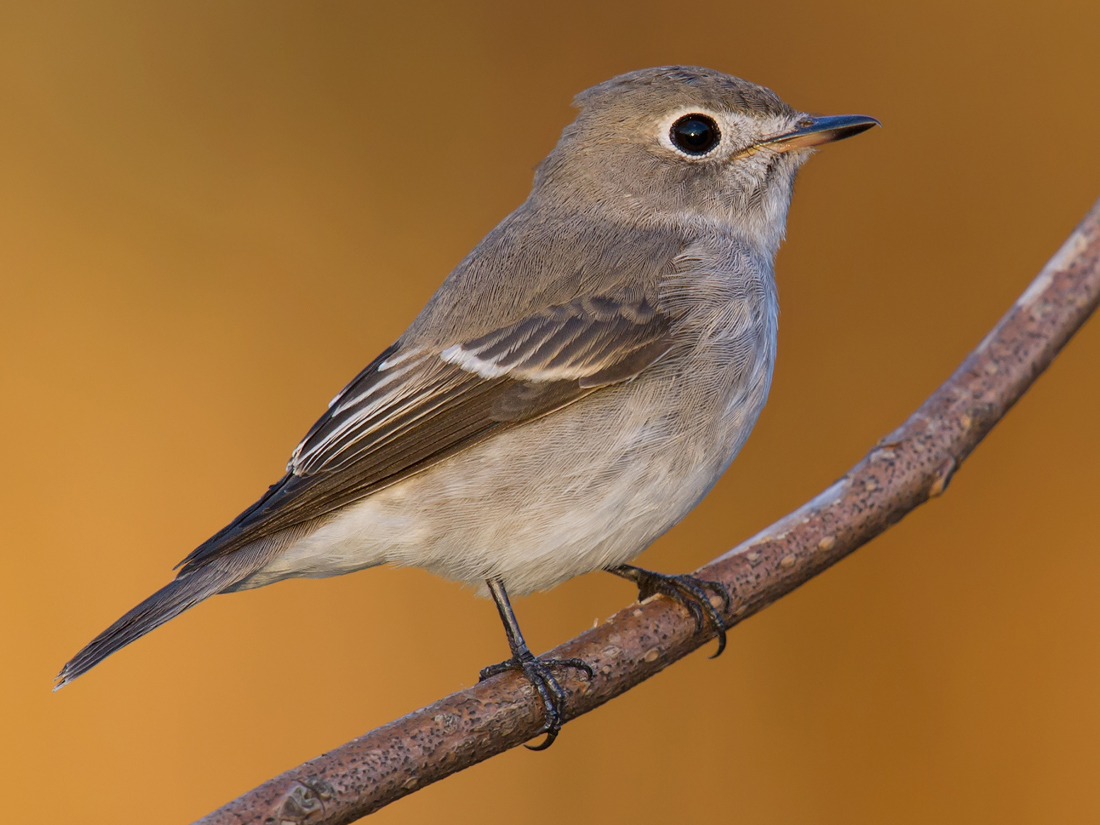 Asian Brown Flycatcher