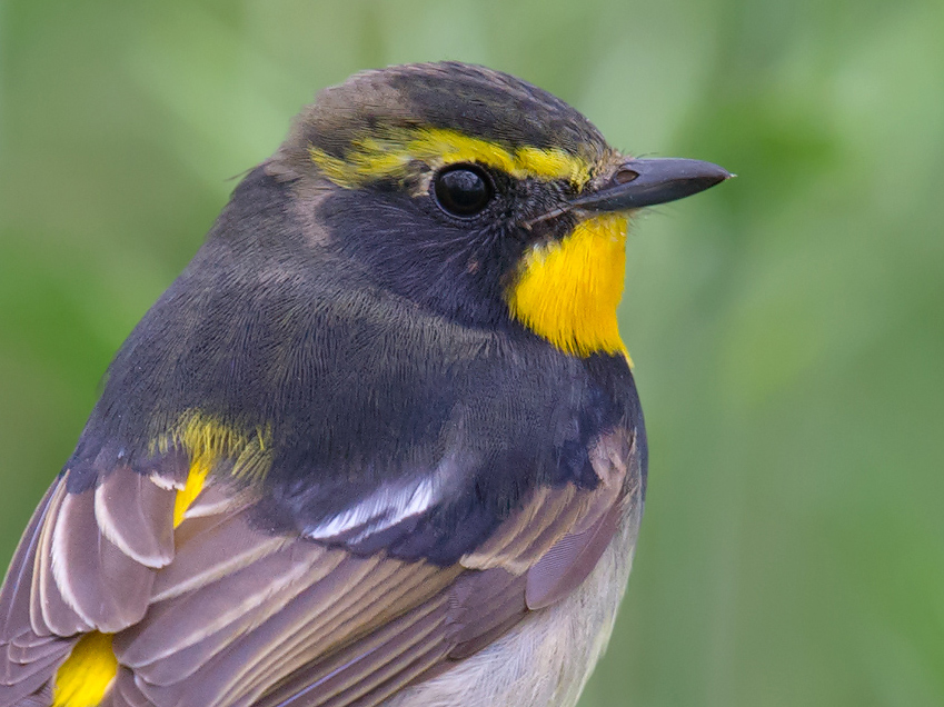 Narcissus Flycatcher