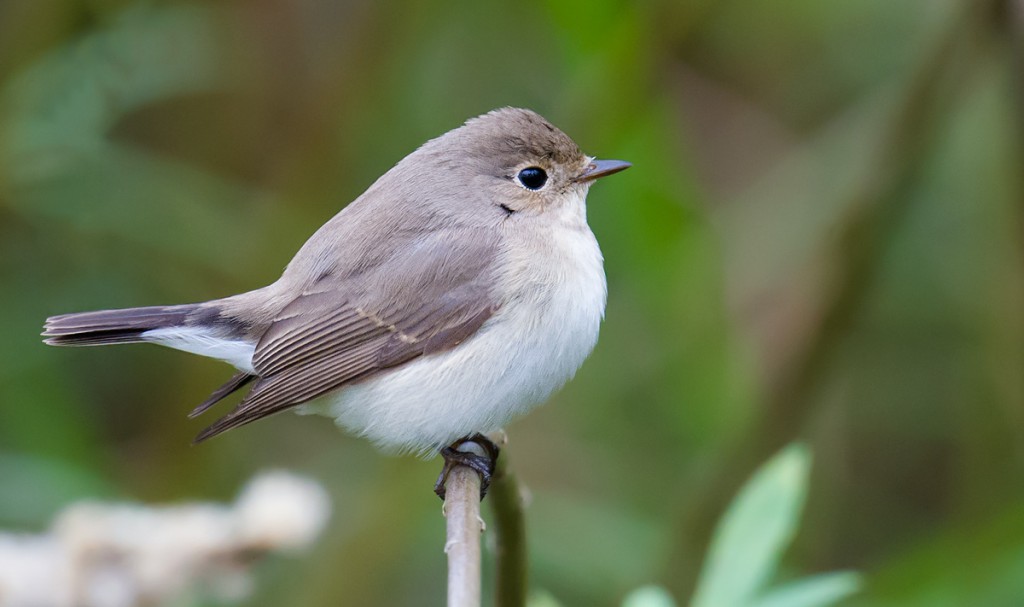 Taiga Flycatcher Ficedula albicilla breeds from the Urals east to the Chukotka Peninsula. It's a regular passage migrant in Shanghai. Here is a first-winter bird showing classic cocked-tail stance.