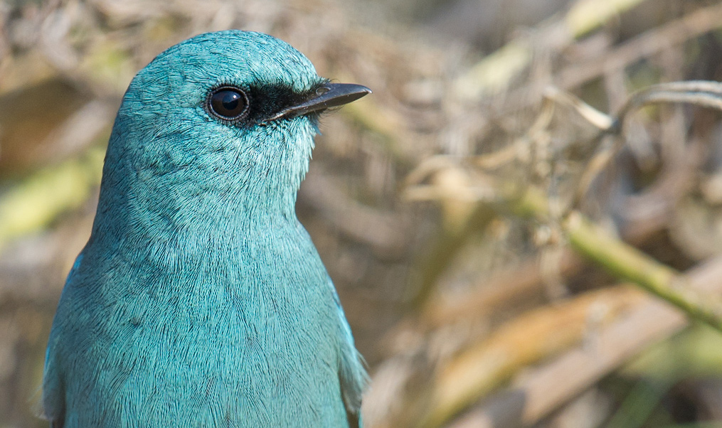 Verditer Flycatcher