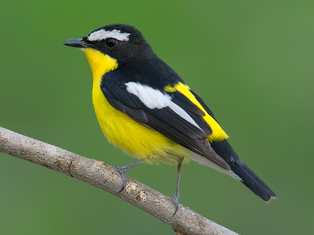 Yellow-rumped Flycatcher