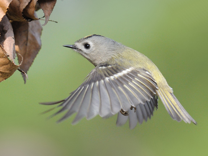 Goldcrest