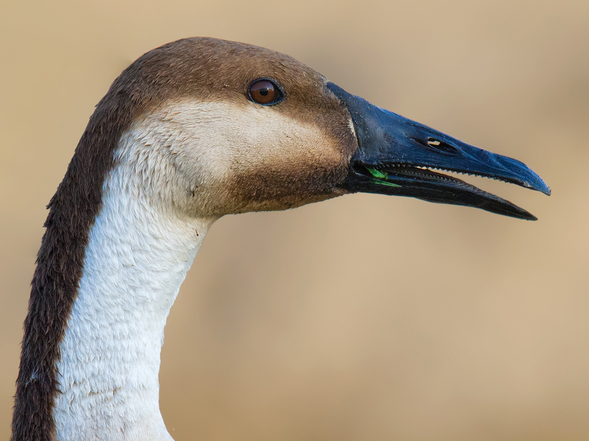 Swan Goose