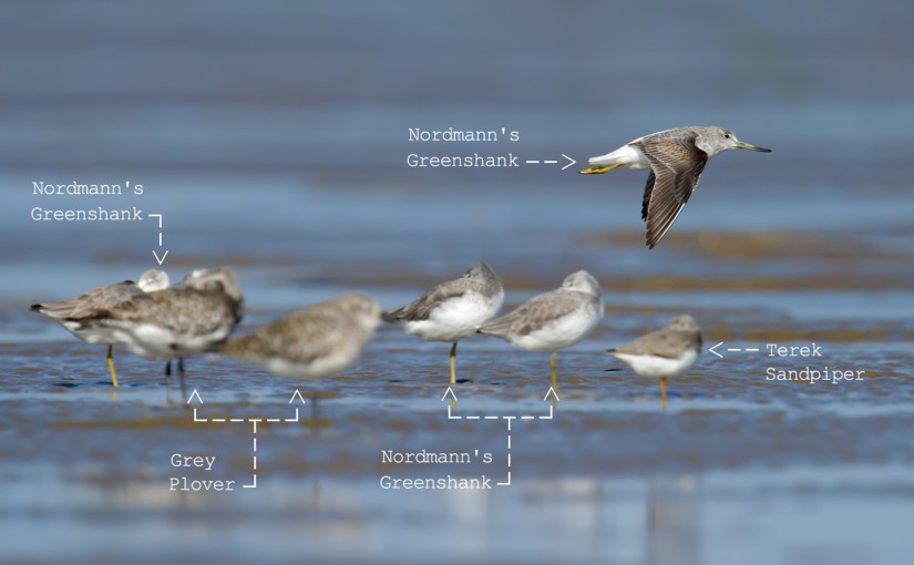 Nordmann's Greenshank