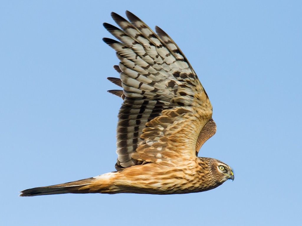 Hen Harrier