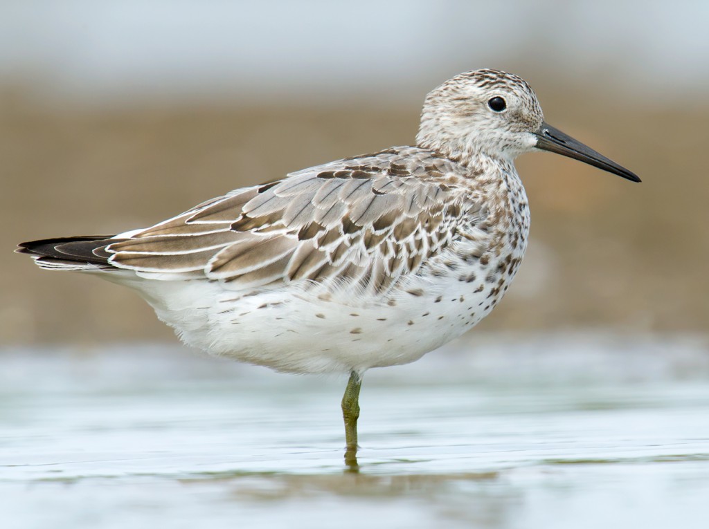 Great Knot