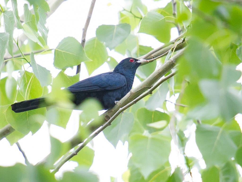 Asian Koel