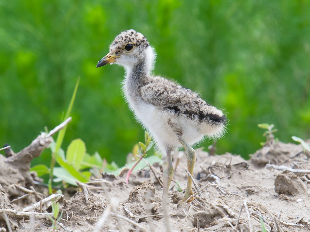 Grey-headed Lapwing breed in the reclaimed areas at Dongtai. The chicks are adorable.