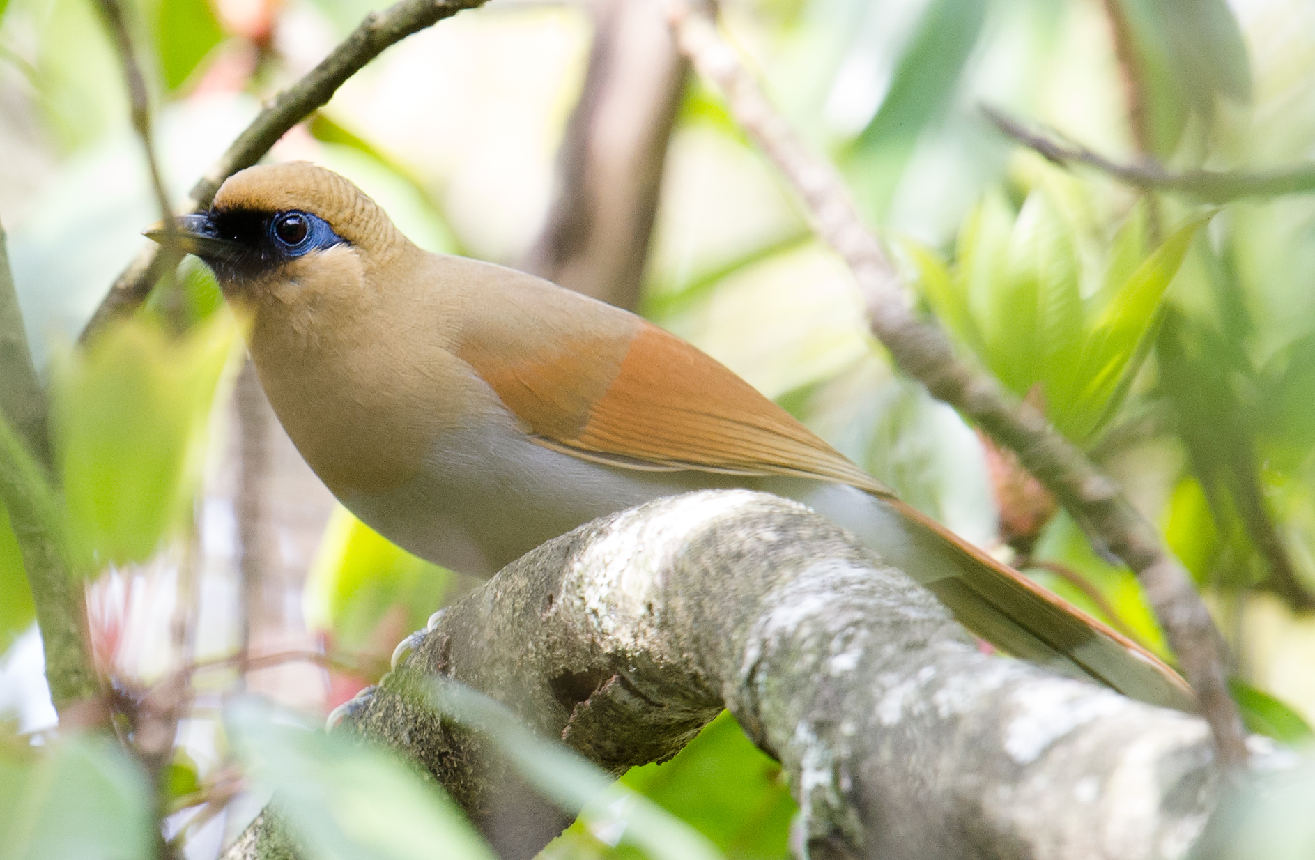 Buffy Laughingthrush