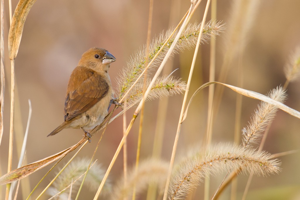 Juvenile Scaly-breasted Munia browsing seed heads on Chongming Island, Shanghai, 15 Nov. 2015.