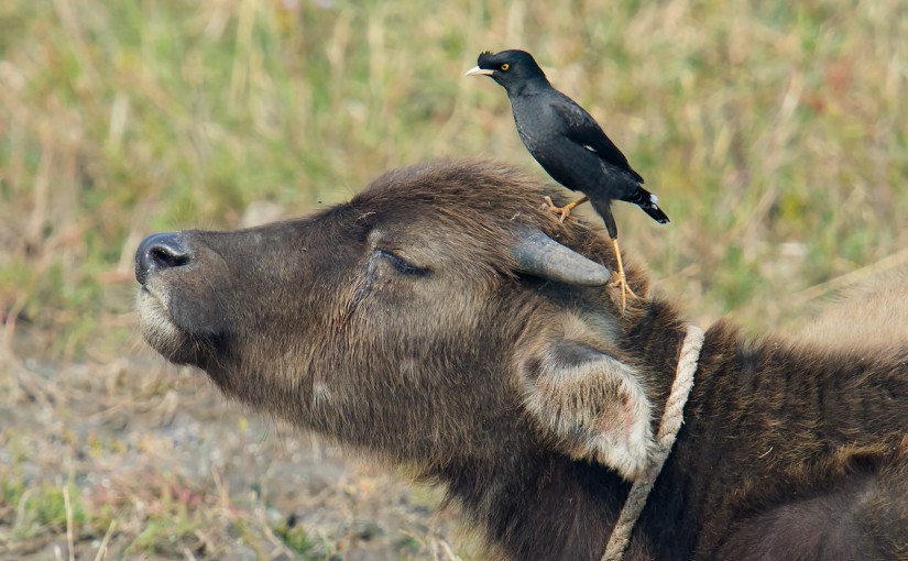 Crested Myna atop water buffalo, Hengsha, 6 Nov. 2014.