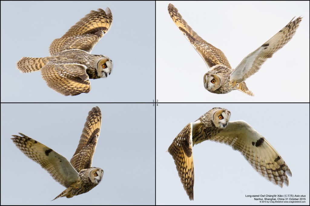 Long-eared Owl