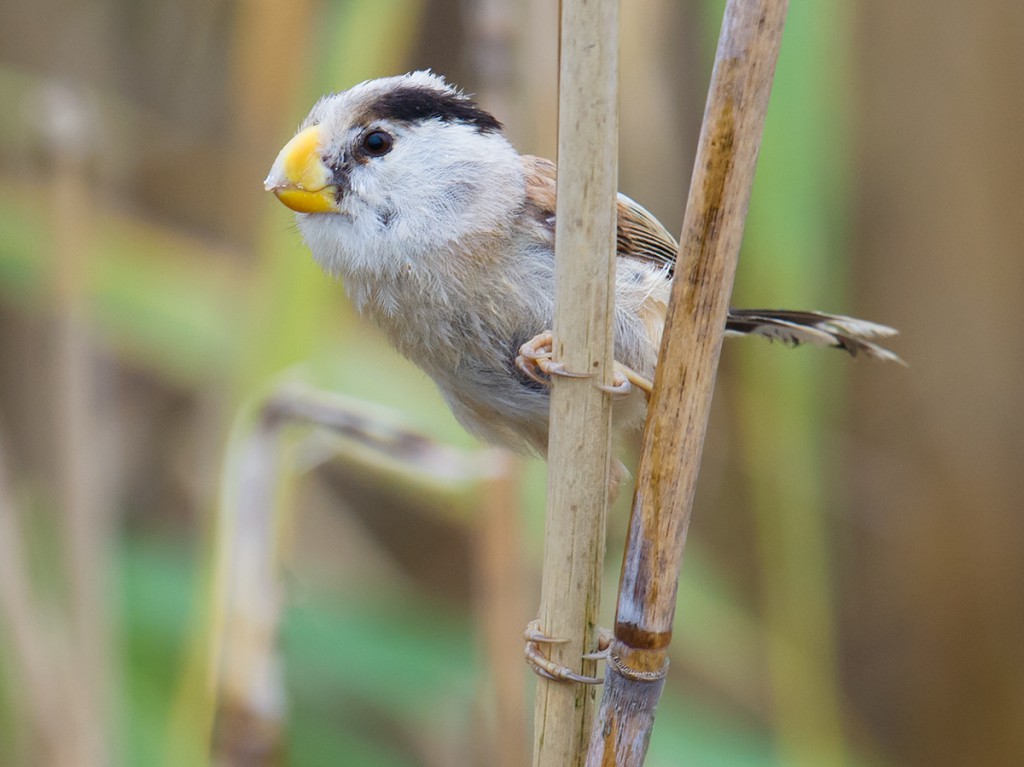 Reed Parrotbill