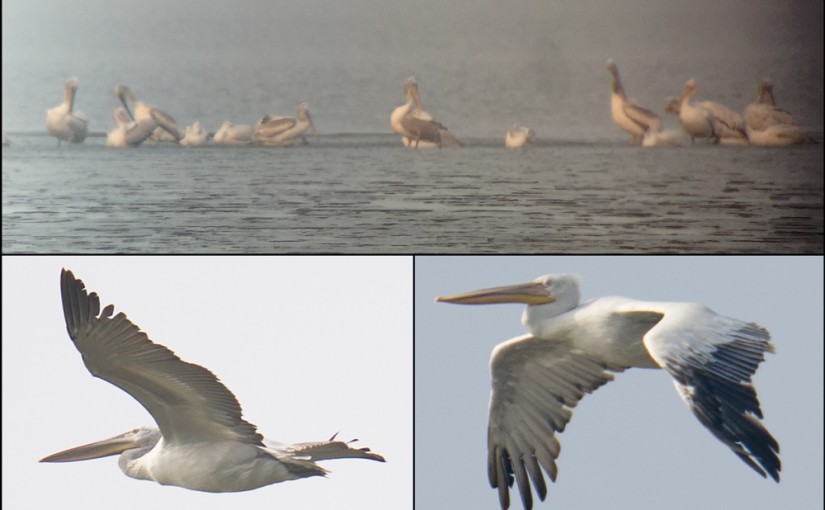 Dalmatian Pelican at Dongtai, Jiangsu, China, 14 Nov. 2015. Listed as Vulnerable by IUCN, Pelecanus crispus breeds from Serbia to Mongolia, with Mongolian breeders wintering along the China coast. Populations in the western parts of its range are stable and even increasing, but the populations in Mongolia and China are in dire trouble.