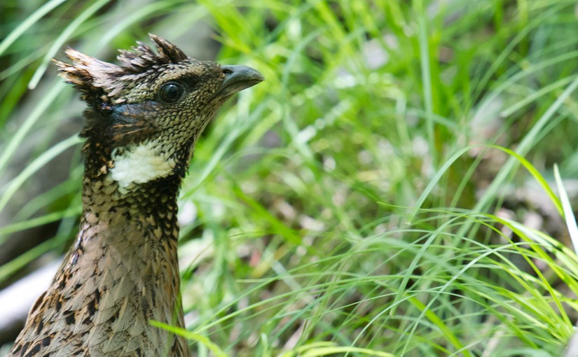 Female Koklass Pheasant, Tangjiahe Nature Reserve, Sichuan, China, 20 May 2013. Pucrasia macrolopha ranges from the Himalaya to E and N China.