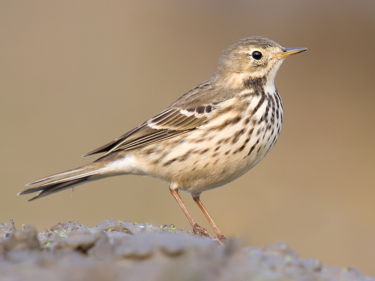 Buff-bellied Pipit