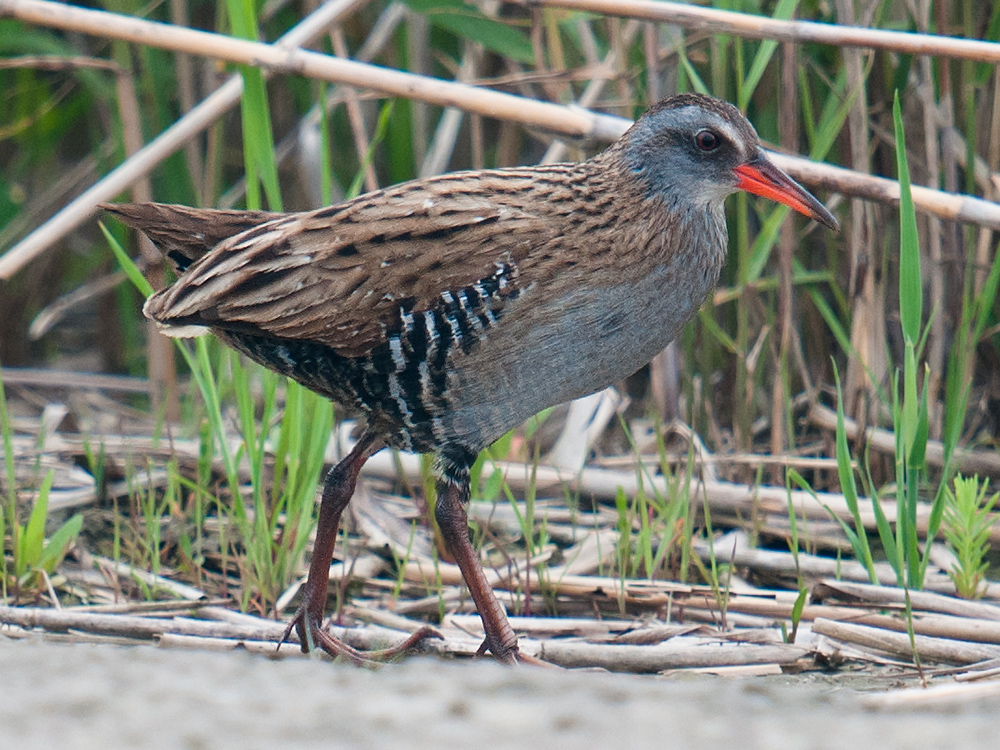 Brown-cheeked Rail