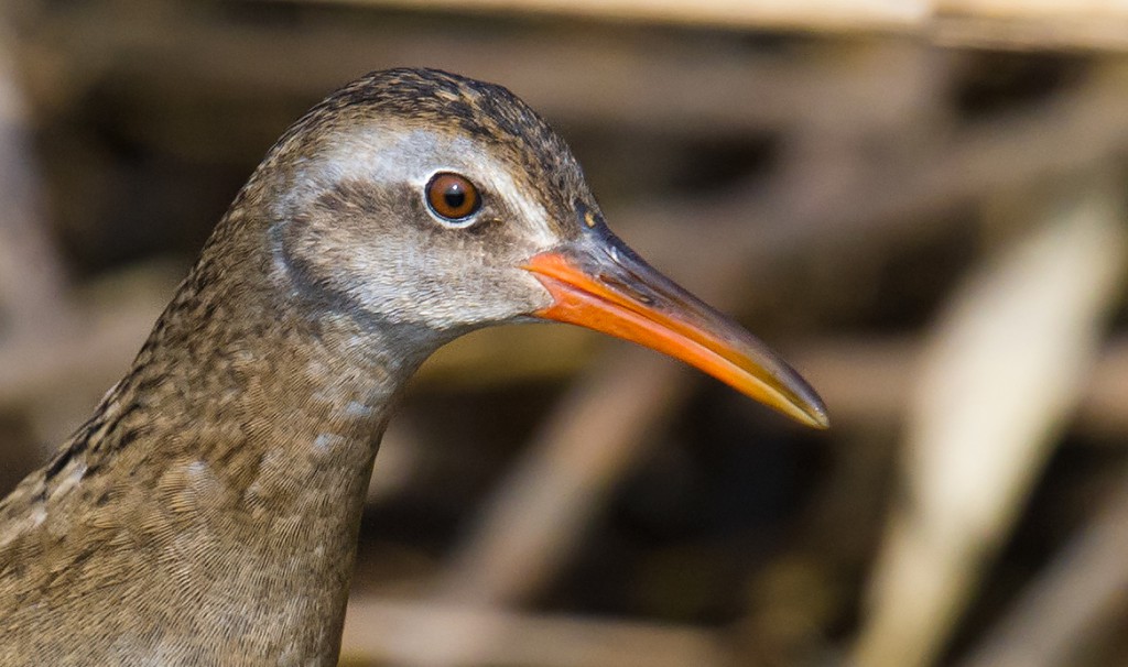 Brown-cheeked Rail Rallus indicus, Yangkou, Rudong, Jiangsu, 15 Nov. 2015.