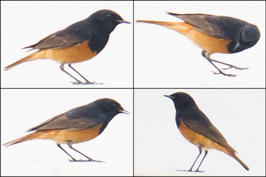 Black Redstart ranges from Western Europe to central China and is a rare visitor to the Chinese coast. This bird was vigorously fly-catching and appeared in excellent condition.