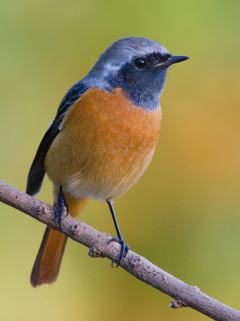 Daurian Redstart