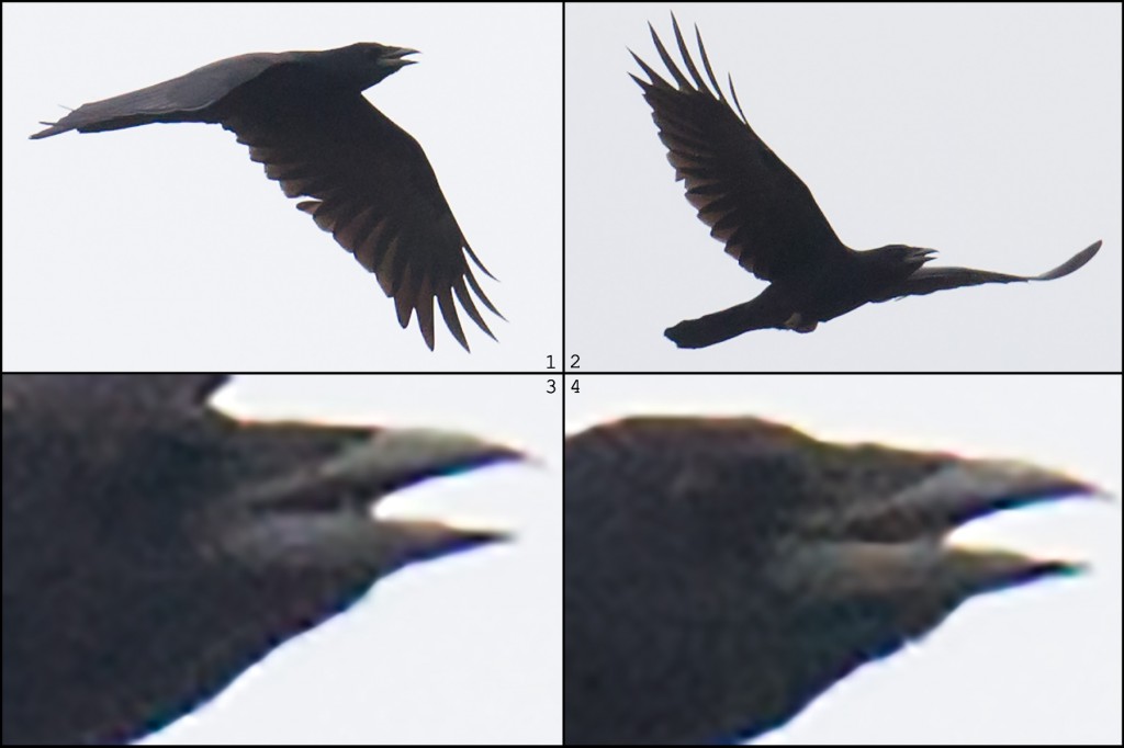 This bird has a culmen less decurved than that of Carrion Crow, leading me to believe that it is a juvenile Rook.