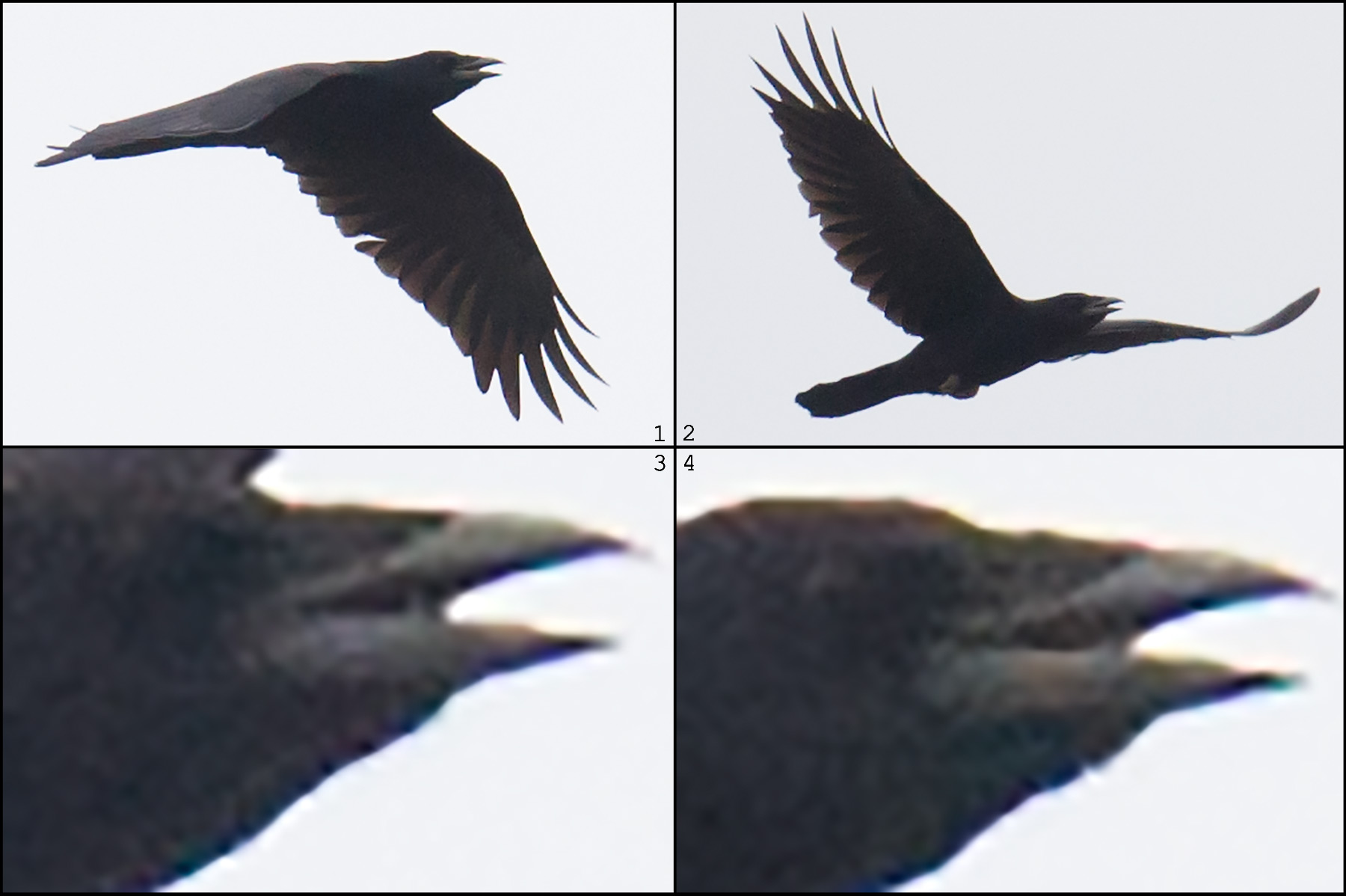 Rook, Bird Identification Guide