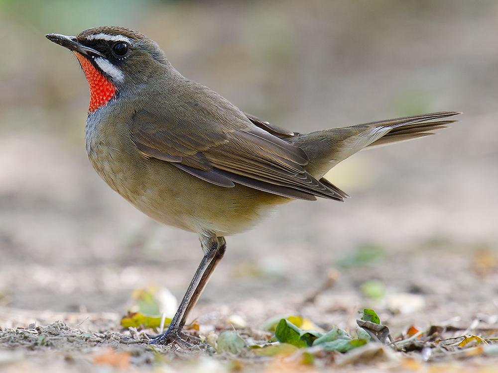 Siberian Rubythroat