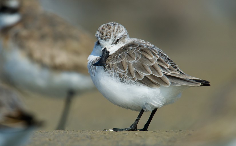 Spoon-billed Sandpiper, Yangkou, Jiangsu, China, 6 Oct. 2014